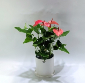 �󼼳��뺸��