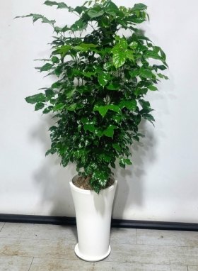 �󼼳��뺸��